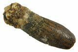 Fossil Sauropod Dinosaur (Titanosaur) Tooth - Morocco #298691-1